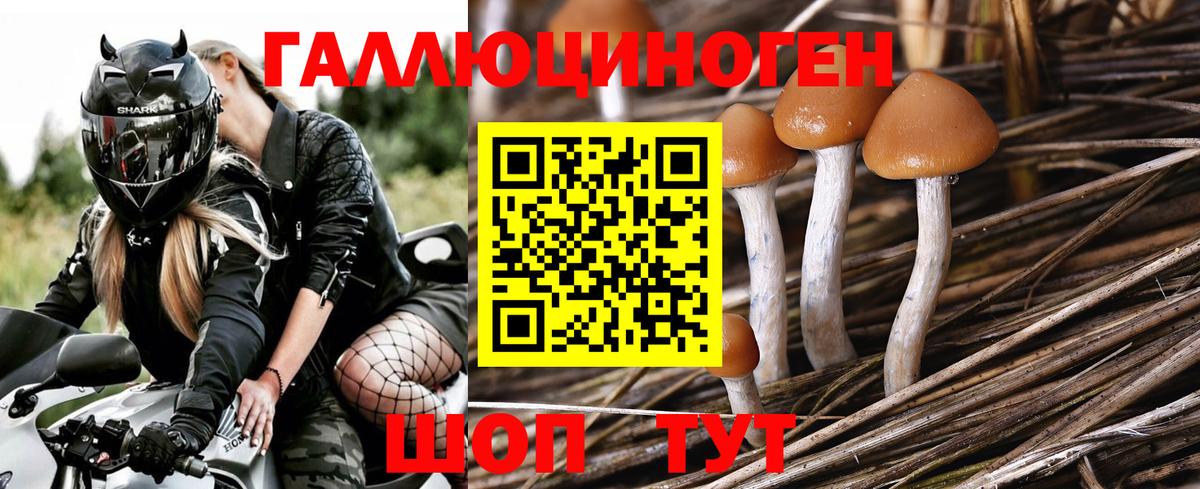 Псилоцибиновые грибы Psilocybine cubensis Печора